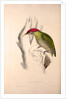 Picus Squamatus, Scaly-bellied Woodpecker by Elizabeth Gould and John Gould