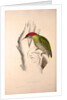 Picus Squamatus, Scaly-bellied Woodpecker by Elizabeth Gould and John Gould