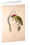 Picus Squamatus, Scaly-bellied Woodpecker by Elizabeth Gould and John Gould