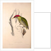 Picus Squamatus, Scaly-bellied Woodpecker by Elizabeth Gould and John Gould