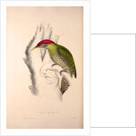 Picus Squamatus, Scaly-bellied Woodpecker by Elizabeth Gould and John Gould