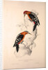 Picus Hyperythrus, Rufous-bellied Woodpecker by Elizabeth Gould and John Gould