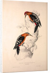Picus Hyperythrus, Rufous-bellied Woodpecker by Elizabeth Gould and John Gould