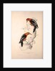 Picus Hyperythrus, Rufous-bellied Woodpecker by Elizabeth Gould and John Gould
