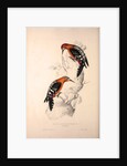 Picus Hyperythrus, Rufous-bellied Woodpecker by Elizabeth Gould and John Gould