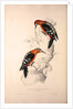 Picus Hyperythrus, Rufous-bellied Woodpecker by Elizabeth Gould and John Gould