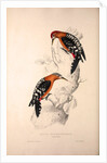 Picus Hyperythrus, Rufous-bellied Woodpecker by Elizabeth Gould and John Gould