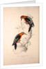 Picus Hyperythrus, Rufous-bellied Woodpecker by Elizabeth Gould and John Gould