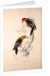 Picus Hyperythrus, Rufous-bellied Woodpecker by Elizabeth Gould and John Gould