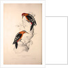 Picus Hyperythrus, Rufous-bellied Woodpecker by Elizabeth Gould and John Gould
