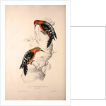 Picus Hyperythrus, Rufous-bellied Woodpecker by Elizabeth Gould and John Gould