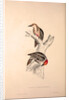 Picus Mahrattensis, Yellow-fronted Tied Woodpecker by Elizabeth Gould and John Gould