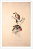 Picus Mahrattensis, Yellow-fronted Tied Woodpecker by Elizabeth Gould and John Gould
