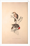Picus Mahrattensis, Yellow-fronted Tied Woodpecker by Elizabeth Gould and John Gould