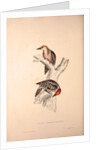 Picus Mahrattensis, Yellow-fronted Tied Woodpecker by Elizabeth Gould and John Gould