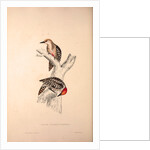 Picus Mahrattensis, Yellow-fronted Tied Woodpecker by Elizabeth Gould and John Gould