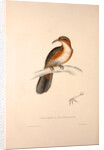 Pomatorhinus Erythrogenys, Rusty-cheeked Scimitar Babbler by Elizabeth Gould and John Gould