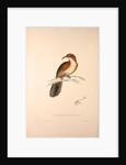Pomatorhinus Erythrogenys, Rusty-cheeked Scimitar Babbler by Elizabeth Gould and John Gould
