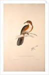 Pomatorhinus Erythrogenys, Rusty-cheeked Scimitar Babbler by Elizabeth Gould and John Gould