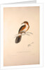 Pomatorhinus Erythrogenys, Rusty-cheeked Scimitar Babbler by Elizabeth Gould and John Gould