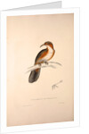 Pomatorhinus Erythrogenys, Rusty-cheeked Scimitar Babbler by Elizabeth Gould and John Gould