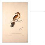 Pomatorhinus Erythrogenys, Rusty-cheeked Scimitar Babbler by Elizabeth Gould and John Gould