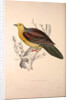Vinago Sphenura, Wedge-tailed Green-Pigeon by Elizabeth Gould and John Gould