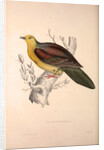 Vinago Sphenura, Wedge-tailed Green-Pigeon by Elizabeth Gould and John Gould