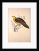Vinago Sphenura, Wedge-tailed Green-Pigeon by Elizabeth Gould and John Gould