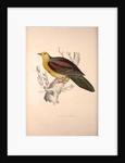 Vinago Sphenura, Wedge-tailed Green-Pigeon by Elizabeth Gould and John Gould