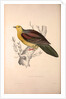 Vinago Sphenura, Wedge-tailed Green-Pigeon by Elizabeth Gould and John Gould