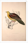 Vinago Sphenura, Wedge-tailed Green-Pigeon by Elizabeth Gould and John Gould