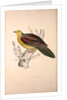 Vinago Sphenura, Wedge-tailed Green-Pigeon by Elizabeth Gould and John Gould