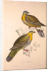 Vinago Militaris by Elizabeth Gould and John Gould