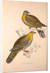 Vinago Militaris by Elizabeth Gould and John Gould