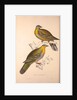 Vinago Militaris by Elizabeth Gould and John Gould