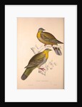 Vinago Militaris by Elizabeth Gould and John Gould