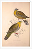 Vinago Militaris by Elizabeth Gould and John Gould