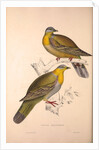 Vinago Militaris by Elizabeth Gould and John Gould