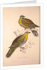 Vinago Militaris by Elizabeth Gould and John Gould