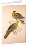 Vinago Militaris by Elizabeth Gould and John Gould