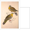 Vinago Militaris by Elizabeth Gould and John Gould