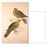 Vinago Militaris by Elizabeth Gould and John Gould