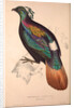 Lophophorus Impeyanus (male), Himalayan Monal Pheasant by Elizabeth Gould and John Gould