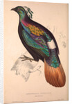 Lophophorus Impeyanus (male), Himalayan Monal Pheasant by Elizabeth Gould and John Gould
