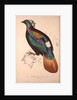Lophophorus Impeyanus (male), Himalayan Monal Pheasant by Elizabeth Gould and John Gould