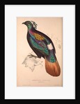 Lophophorus Impeyanus (male), Himalayan Monal Pheasant by Elizabeth Gould and John Gould