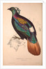 Lophophorus Impeyanus (male), Himalayan Monal Pheasant by Elizabeth Gould and John Gould