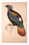 Lophophorus Impeyanus (male), Himalayan Monal Pheasant by Elizabeth Gould and John Gould