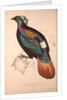 Lophophorus Impeyanus (male), Himalayan Monal Pheasant by Elizabeth Gould and John Gould